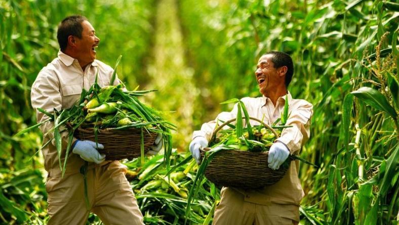 从黑土地走到台前的北纬47度鲜玉米